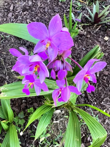 Photo of the Day: Island Orchid
